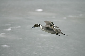 Fototapeta premium Northern pintail, Anas acuta