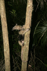 Northern tamandua, Tamandua mexicana