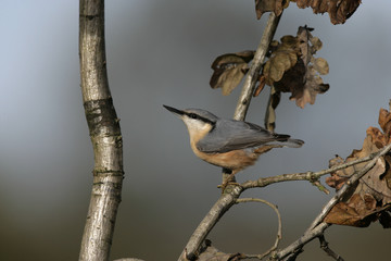 Nuthatch, Sitta europaea