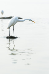 egret