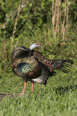 Ocellated turkey,  Meleagris ocellata