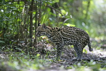 Ocelot, Leopardus pardalis © Erni