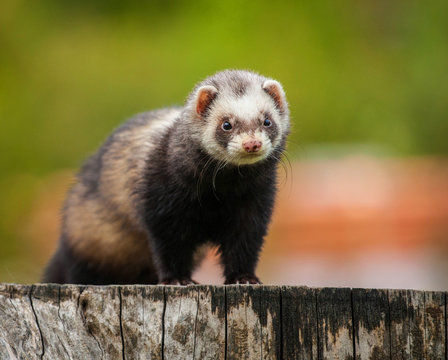 Fototapeta ferret