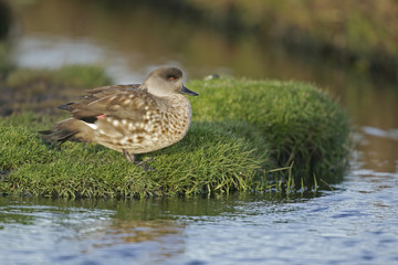 Fototapeta premium Patagonian crested duck or Grey duck, Lophonatta speculariodes