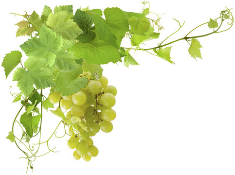 grappe de raisin blanc