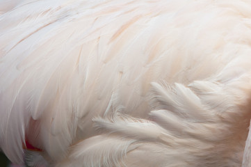 Feathers of a bird © Nazzu