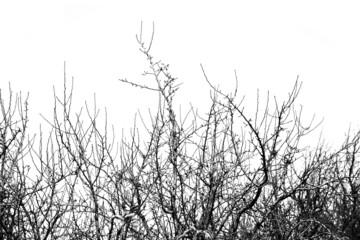 bare tree branches on a white sky