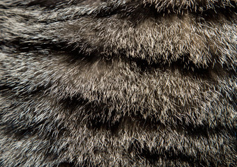 background of cat fur