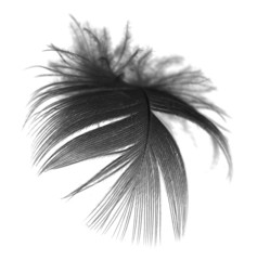 Obraz premium feather on white background