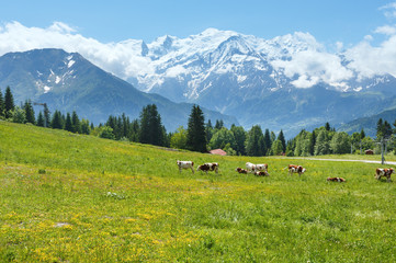 Herd cows on glade and Mont Blanc mountain massif (view from Pla © wildman