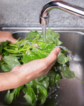 Washing Spinach Vegetables