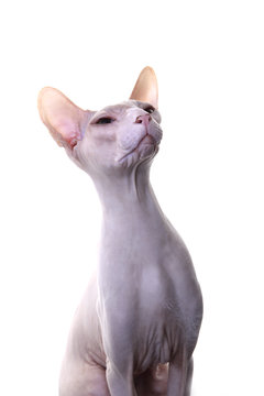 Don Sphynx Katze