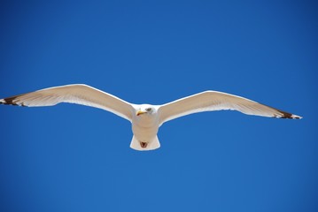 Herring Gull in flight, Folkestone