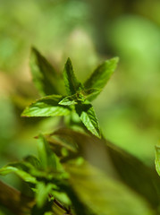 herb fresh melissa mint