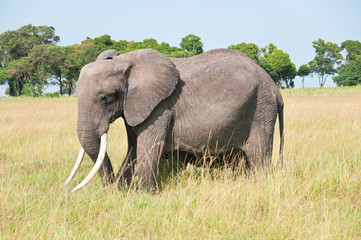 Naklejka na ściany i meble Słoń afrykański grasuje poprzez sawanny w Tanzanii