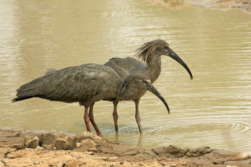 Plumbeous ibis, Theristicus caerulescens