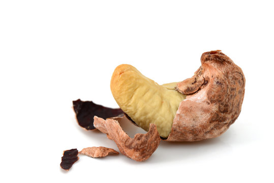 cashews with shell