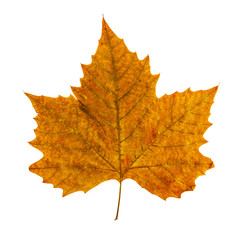 colorful autumn leaf isolated on white background