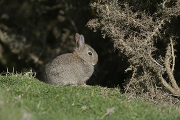 Rabbit, Oryctolagus cuniculus