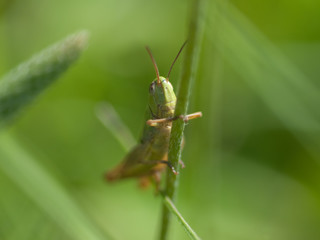 Grashüpfer