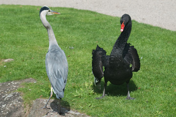Trauerschwan und Reiher streiten