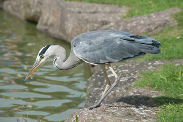 Reiher vorm Sprung