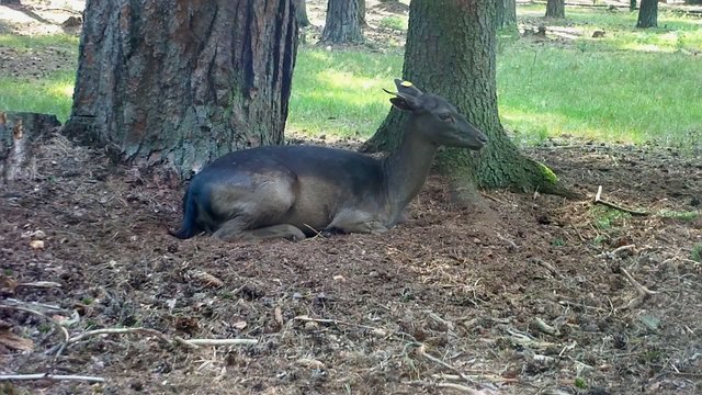 Black Roe Deer buck (capreolus capreolus)