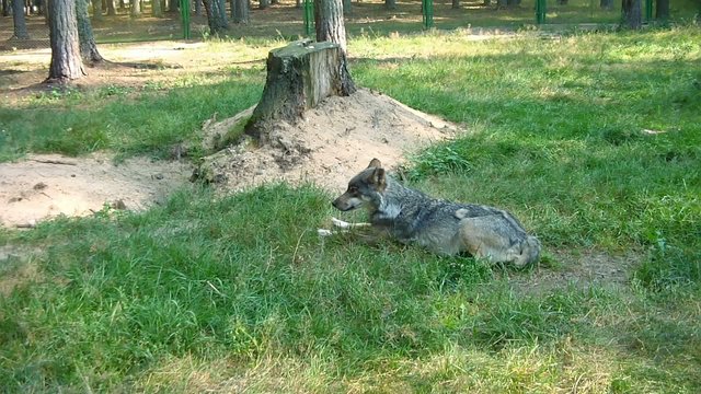 Gray Wolf in Wilderness, Nature, Forest in Mountains.