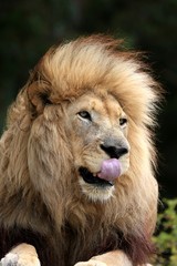 Male Lion Licking Lips