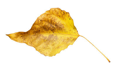 autumn leaf on a white background