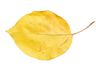 Naklejka premium autumn leaf on a white background
