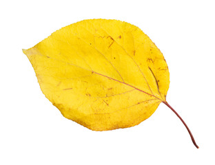 autumn leaf on a white background