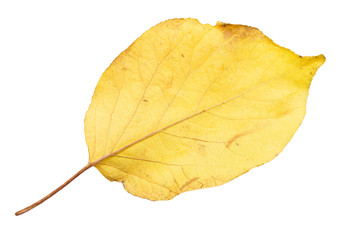 autumn leaf on a white background