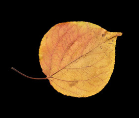 autumn leaf on a black background