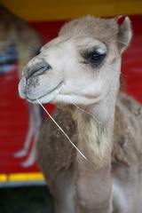 Obraz premium Smiling Circus Camel