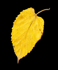 autumn leaf on a black background