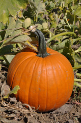 Pumpkin