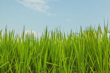 rice in the paddy