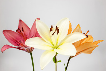 Naklejka premium 三色のスカシユリの花