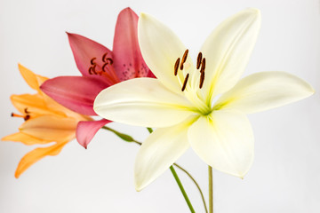 三色のスカシユリの花
