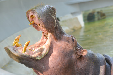 Hippo's mouth open waiting for food.