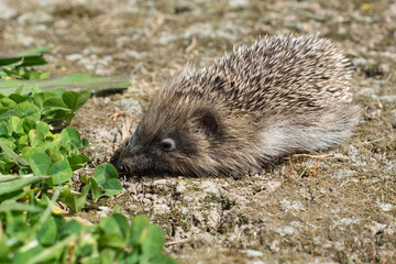 A small hedgehog in a garden