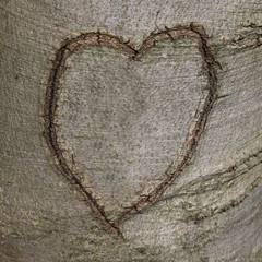 Obraz na płótnie Canvas A heart symbol carved into the bark of a tree.