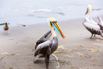 Pelican on Ballestas Islands,Peru  South America in Paracas