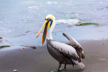 Pelican on Ballestas Islands,Peru  South America in Paracas
