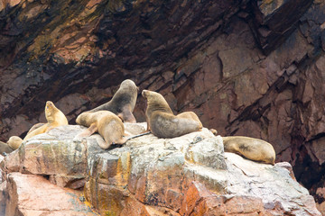 Obraz premium South American Sea lions relaxing on rocks of Ballestas