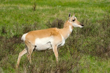 Pronghorn Antelope. Yellowstone National Park, USA