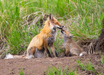 Red Fox Family - Yellowstone National Park