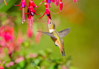 Fototapeta premium Rufous Hummingbird feeding on Hardy Fuchsia Flowers