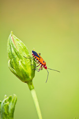 Close up of red bug or Catacanthus incarnatus on leaves